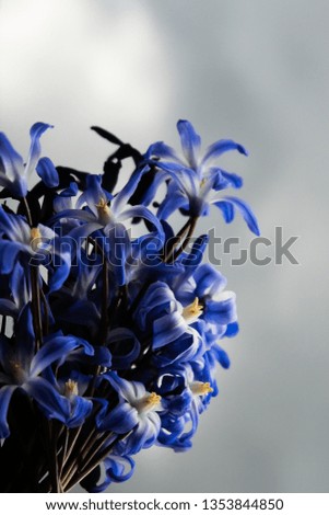 Bouquet of blue bells. Soft focus. Vertical image. Free copy space. Decorative concept
