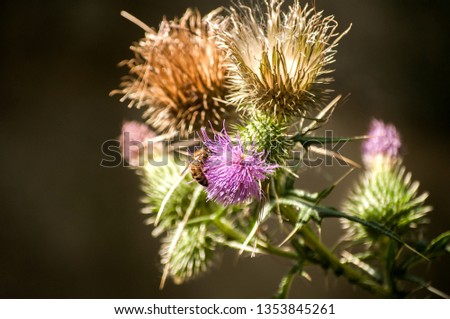 A beautiful color of blooming head donkey thistle closeup as natural floral background