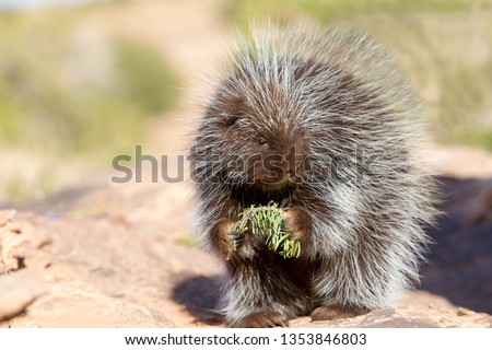 Porcupine in Utah