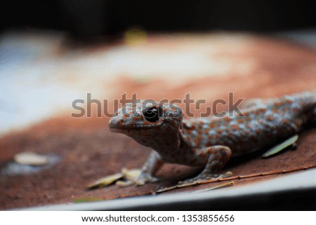 A closeup image of gecko house 