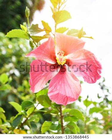 Pink hibiscus blooming in the garden on nature green background tropical flower plant 