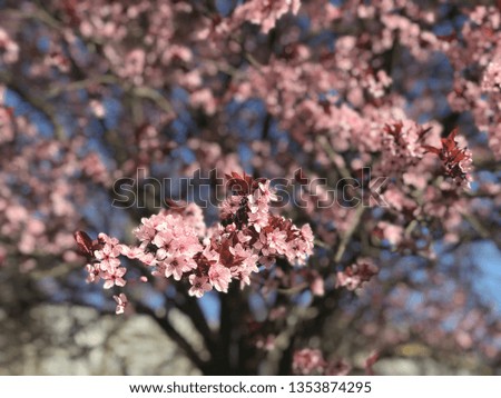 Pink flower in spring season