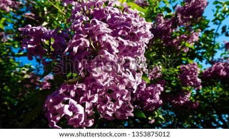 Purple lilacs in the garden