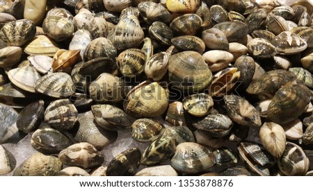sea ​​shells background