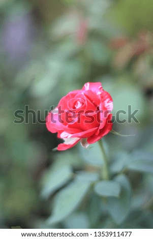 Beautiful red rose pictures in the garden
