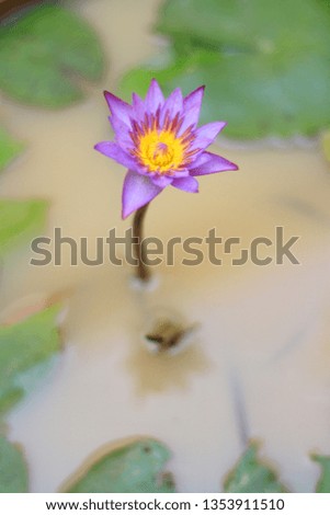 Beautiful purple lotus pictures in the pond