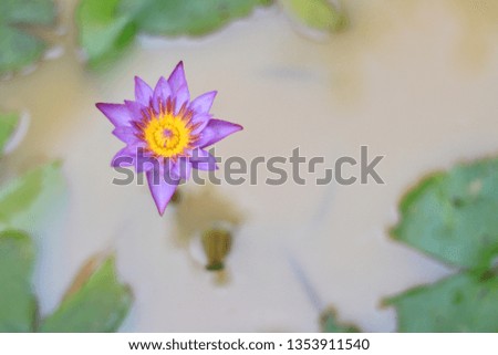 Beautiful purple lotus pictures in the pond