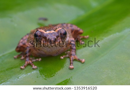 close up image of a Cloud Bush Frog from Borneo -  Philautus nephophilus