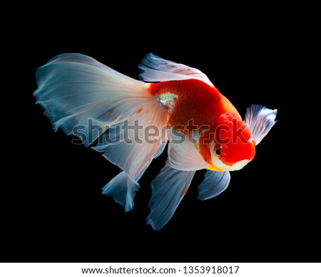 Carassius auratus,goldfish on black background with clipping path