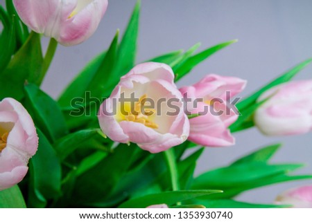 Pink tulips in pastel light pink and white tints at blurry grey background, closeup.