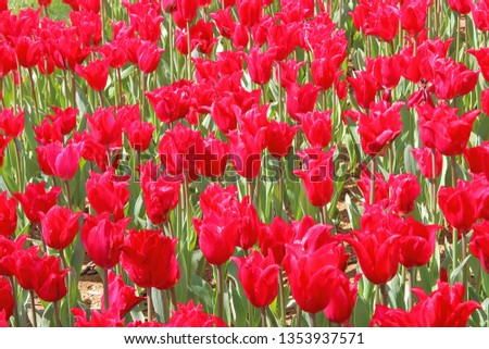 The photo was taken in a public park of the city of Istanbul. The picture shows a bed of bright red tulips.