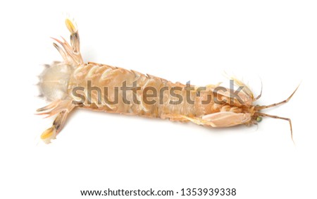 Mantis shrimp on white background 