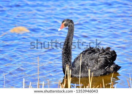 The black swan in the park

