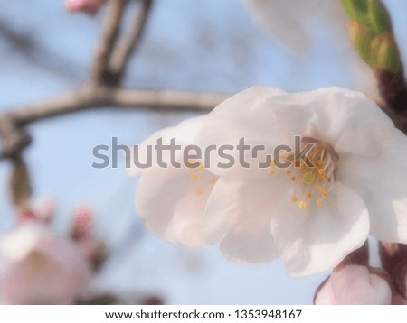 Brightly deliberately blurred cherry blossoms