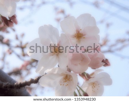 Brightly deliberately blurred cherry blossoms
