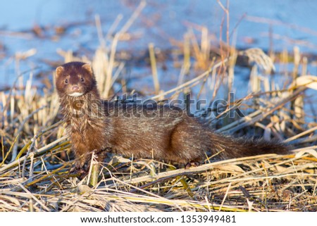 american mink invasive species in Europe Royalty-Free Stock Photo #1353949481