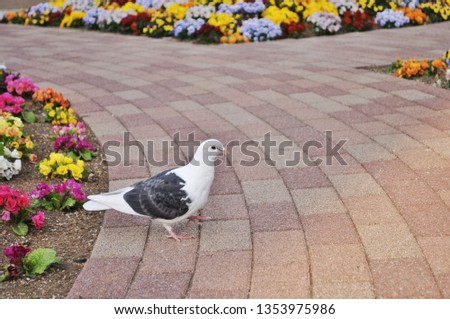 White and black pigeon walking near flowers