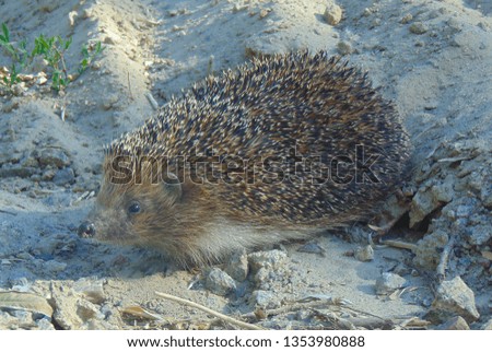     Photo Picture of an European Hedgehog Mammal Animal                           