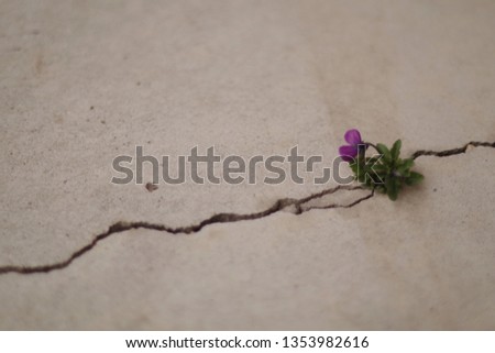 a flower and asphalt