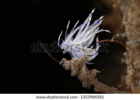 Nudibranch pale Unidentia sandramillenae. Picture was teken in Ambon, Indonesia