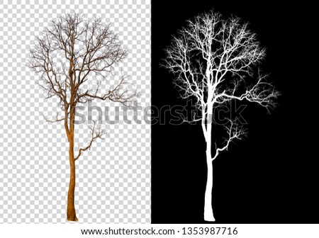 single tree without leaf on transparent picture background with clipping path, single tree with clipping path and alpha channel on black background 