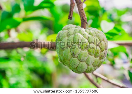Sugar apple or custard apple on tree with green leaf. exotic tropical Thai annona or cherimoya fruit