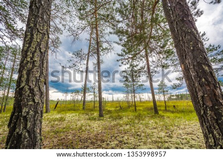 Long pine trees grow on the green swamp
