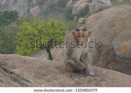 a young indian monkey sitting on a stone