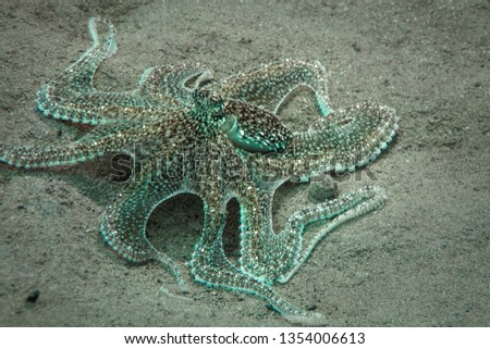 Lilliput longarm octopus (Macrotritopus defilippi). Picture was taken in the Banda sea, Ambon,  Indonesia