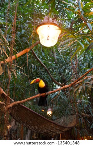 The Chestnut-mandibled Toucan, or Swainson Toucan (Ramphastos ambiguus swainsonii)