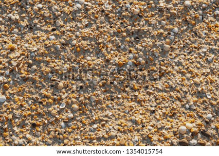 sand texture with seashells on the beach