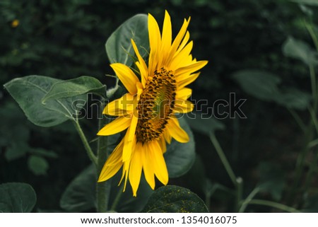 Single sunflower surrounded by leafs