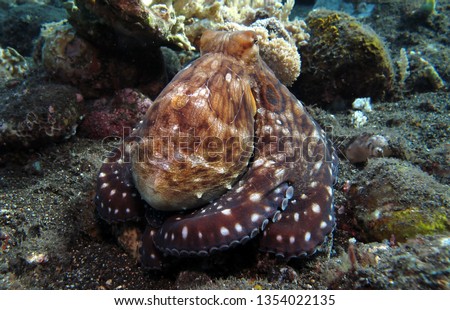 Incredible Underwater World - Octopus cyanea - Day octopus (blue octopus). Diving and underwater photography. Tulamben, Bali, Indonesia.            