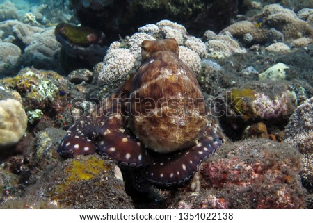 Incredible Underwater World - Octopus cyanea - Day octopus (blue octopus). Diving and underwater photography. Tulamben, Bali, Indonesia.            