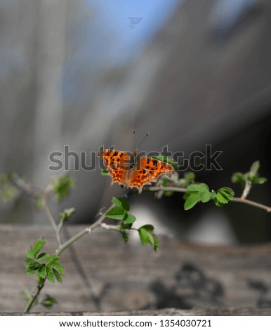 Beautiful orange butterfly close up sitting on green leafs with blurred background