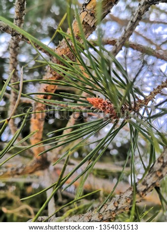 Pine cones on the tree
