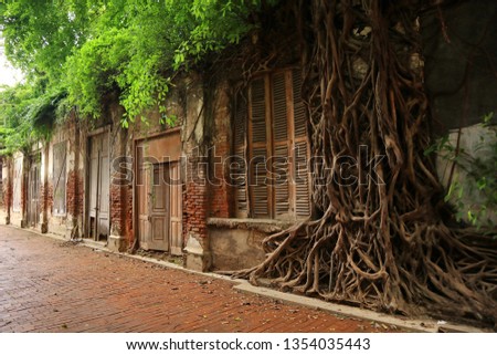 roots grow on walls in the Old City area of Semarang