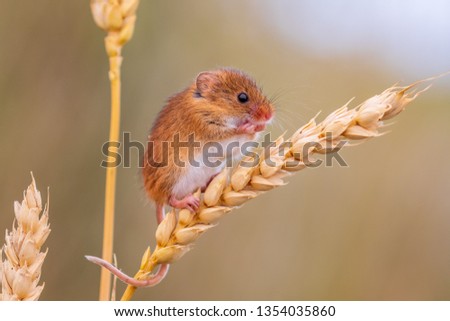 European Harvest Mouse Royalty-Free Stock Photo #1354035860