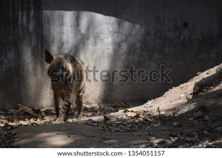 Carnivore mammals the hyenas