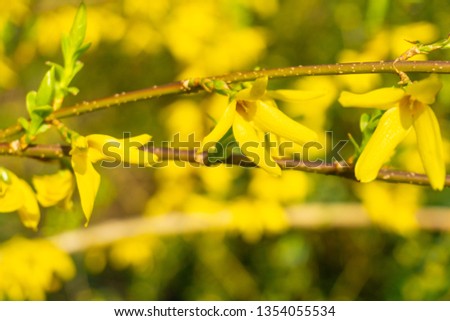 Yellow Forsythia in Spring. Flowering Forsythia. Close-up of yellow Forsythia Flowers in Spring.