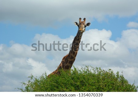 Giraffe in the national park