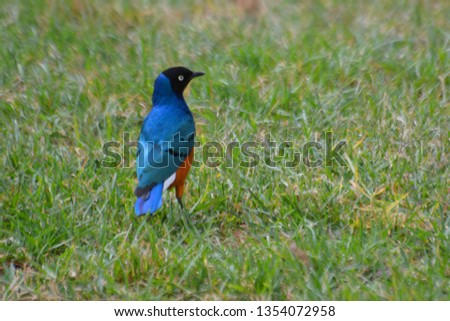 Blue bird on the grass