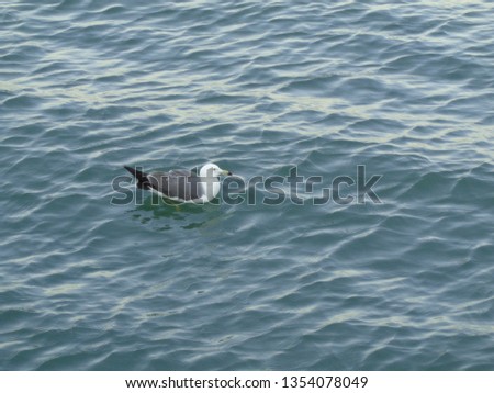
A seagull floating on water, sea