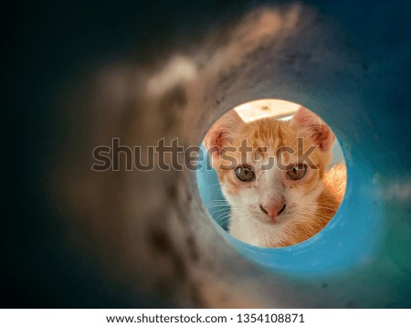 The cat looks through the pipe.