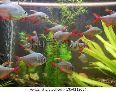 Goldfish in aquarium with green plants. Abstract relax photo.