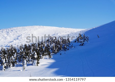 Frozen pine trees Forest Covered By Snow (snow monsters) and pine forest with blue clear sky background in Zao mountain at Yamakata, Japan