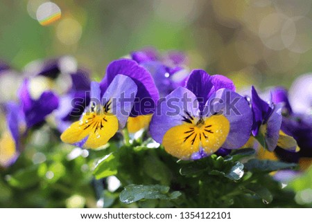 colorful pansies blooming in the garden