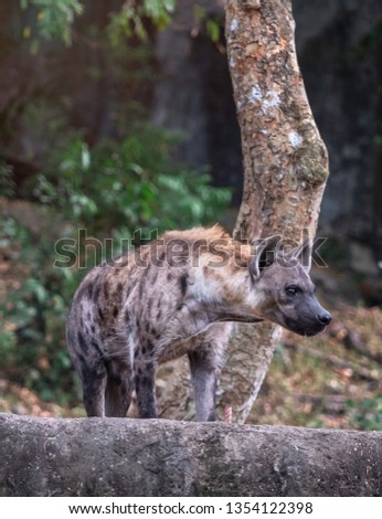 Portrait of ferocious hyena in natural open habitat in Africa. This nature spotted hyaenidae dog is a mammal of the order Carnivora. This Wild life animal is on display in national park or zoo.  