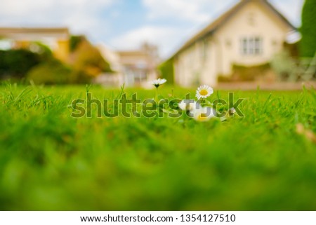 Shallow focus, ground level view of isolated Daisy flowers seen growing on a large garden lawn. The background shows an out of focus house of which the garden belongs too.