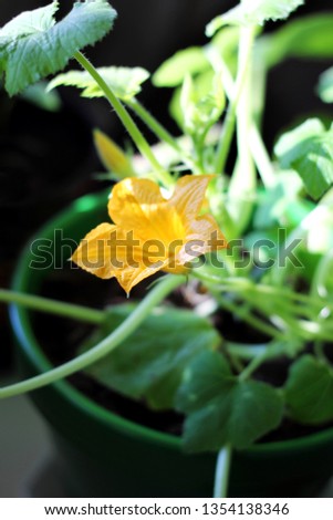 Young pumpkin plant in the pot - Image
